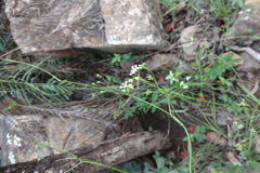 Pimpinella tirupatiensis